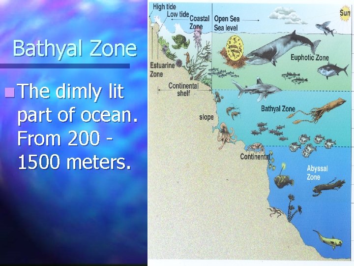 Bathyal Zone n The dimly lit part of ocean. From 200 1500 meters. Bathyal Zone n The dimly lit part of ocean. From 200 1500 meters.