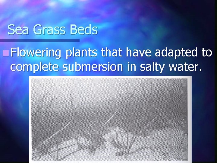 Sea Grass Beds n Flowering plants that have adapted to complete submersion in salty Sea Grass Beds n Flowering plants that have adapted to complete submersion in salty