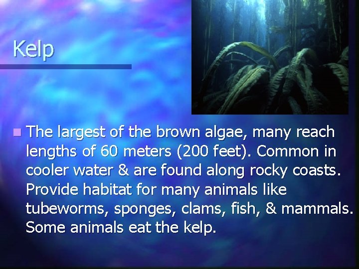 Kelp n The largest of the brown algae, many reach lengths of 60 meters Kelp n The largest of the brown algae, many reach lengths of 60 meters