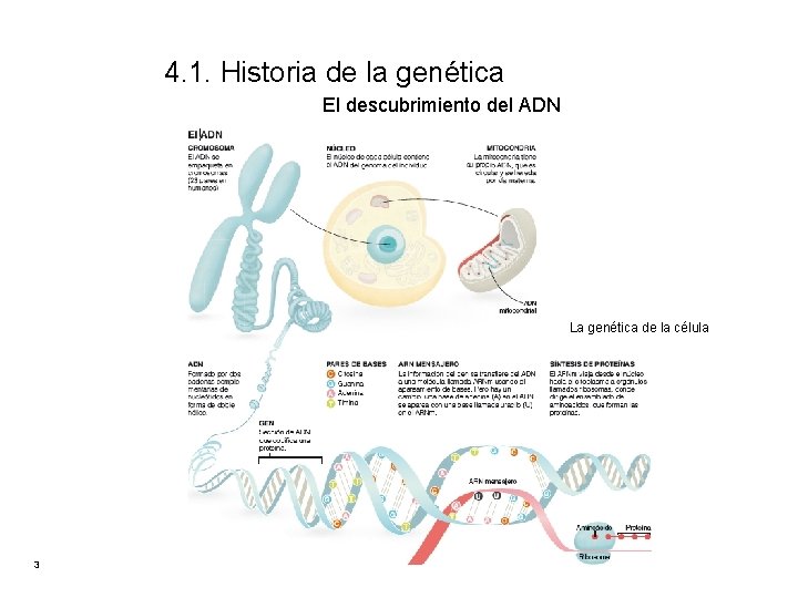 4. 1. Historia de la genética El descubrimiento del ADN La genética de la