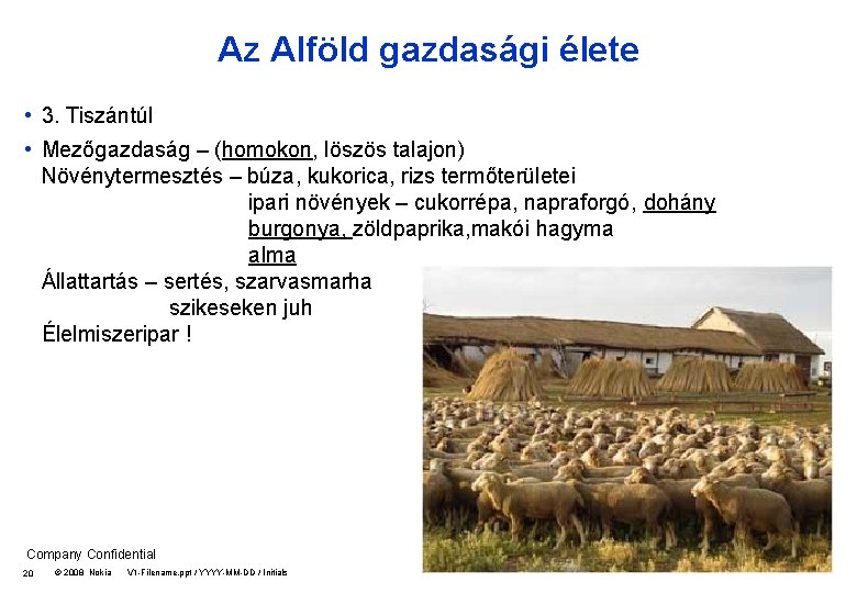 Az Alföld gazdasági élete • 3. Tiszántúl • Mezőgazdaság – (homokon, löszös talajon) Növénytermesztés