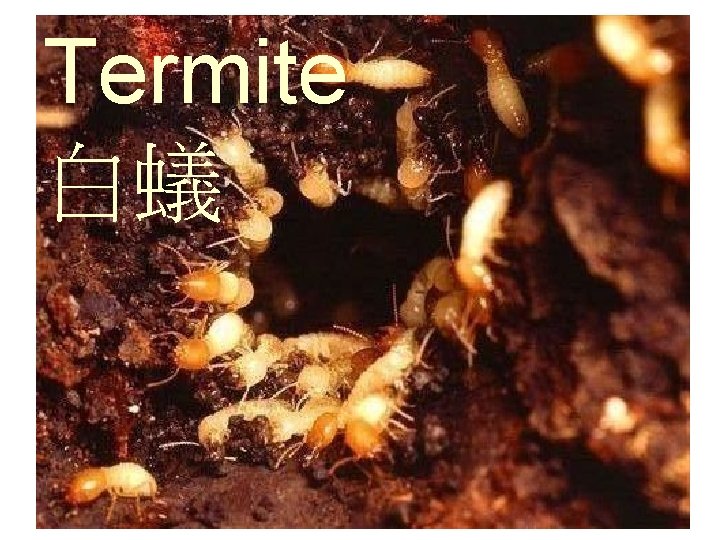 Termite 白蟻 