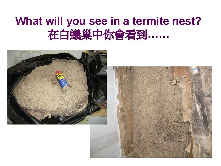 What will you see in a termite nest? 在白蟻巢中你會看到…… 