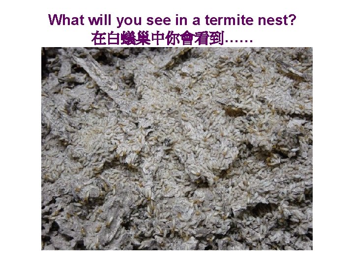 What will you see in a termite nest? 在白蟻巢中你會看到…… 