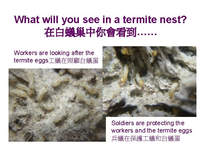 What will you see in a termite nest? 在白蟻巢中你會看到…… Workers are looking after the