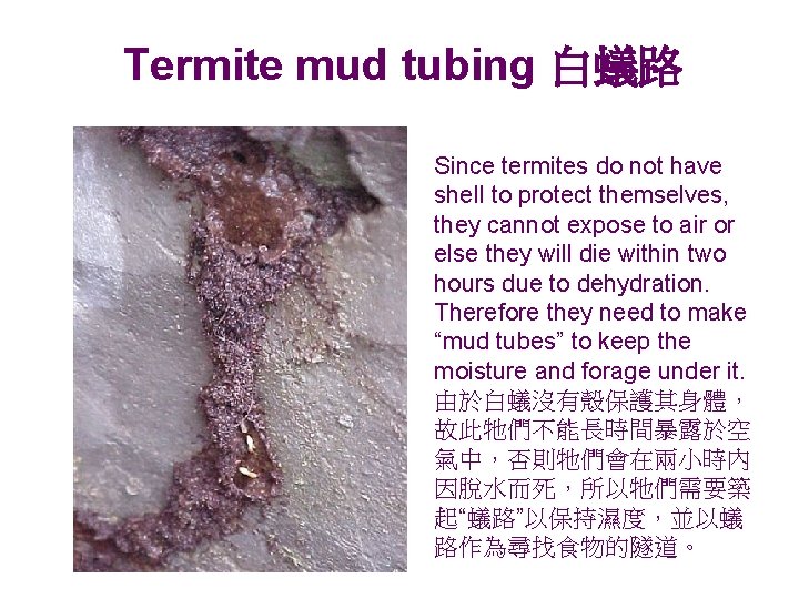 Termite mud tubing 白蟻路 Since termites do not have shell to protect themselves, they