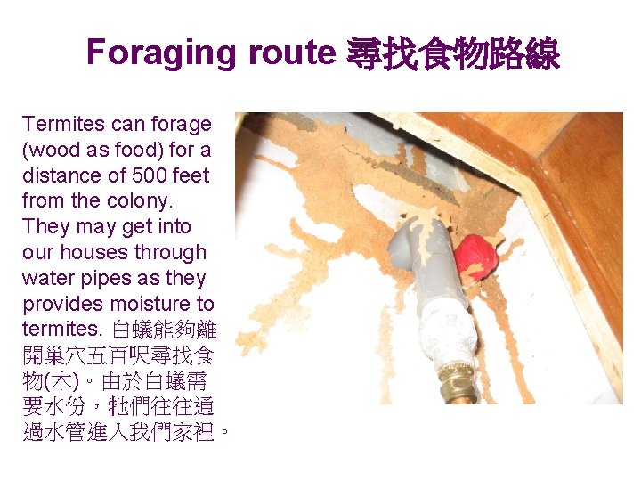 Foraging route 尋找食物路線 Termites can forage (wood as food) for a distance of 500
