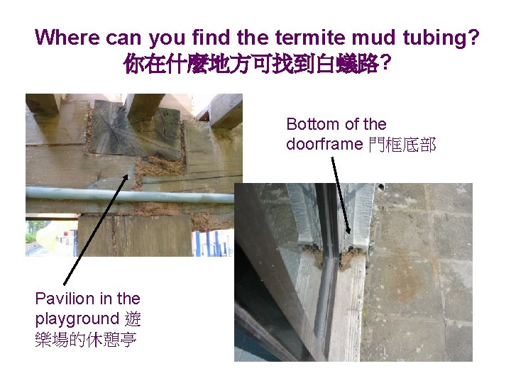 Where can you find the termite mud tubing? 你在什麼地方可找到白蟻路? Bottom of the doorframe 門框底部