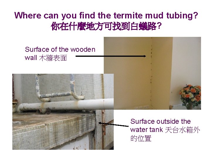 Where can you find the termite mud tubing? 你在什麼地方可找到白蟻路? Surface of the wooden wall