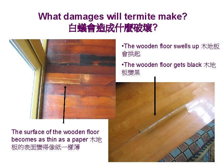 What damages will termite make? 白蟻會造成什麼破壞? • The wooden floor swells up 木地板 會拱起