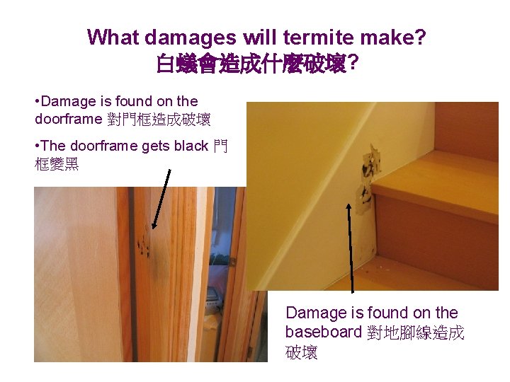 What damages will termite make? 白蟻會造成什麼破壞? • Damage is found on the doorframe 對門框造成破壞
