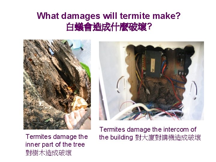 What damages will termite make? 白蟻會造成什麼破壞? Termites damage the inner part of the tree