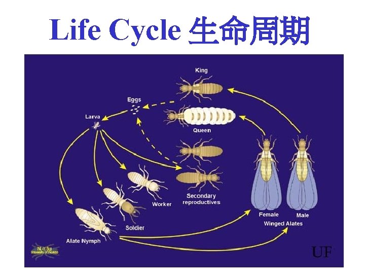 Life Cycle 生命周期 