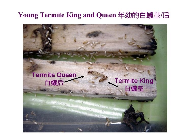 Young Termite King and Queen 年幼的白蟻皇/后 Termite Queen 白蟻后 Termite King 白蟻皇 