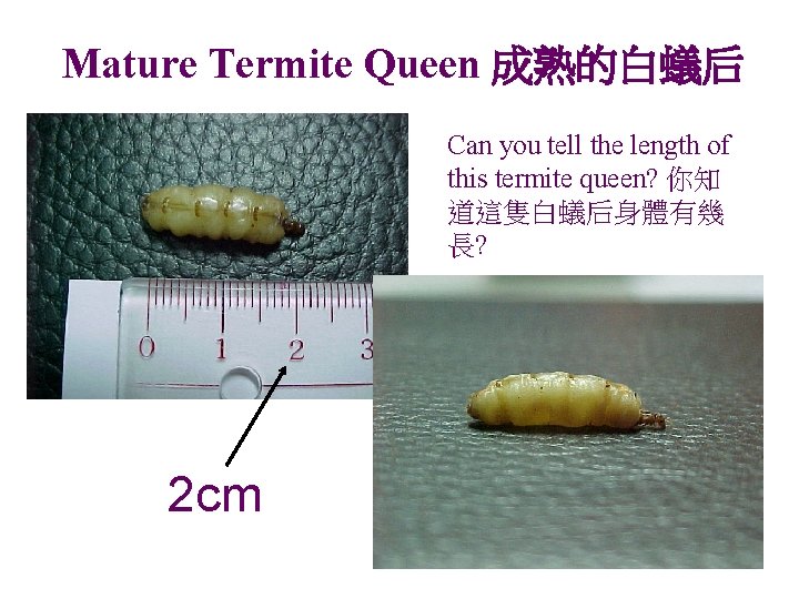 Mature Termite Queen 成熟的白蟻后 Can you tell the length of this termite queen? 你知