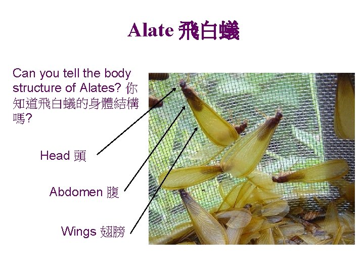 Alate 飛白蟻 Can you tell the body structure of Alates? 你 知道飛白蟻的身體結構 嗎? Head