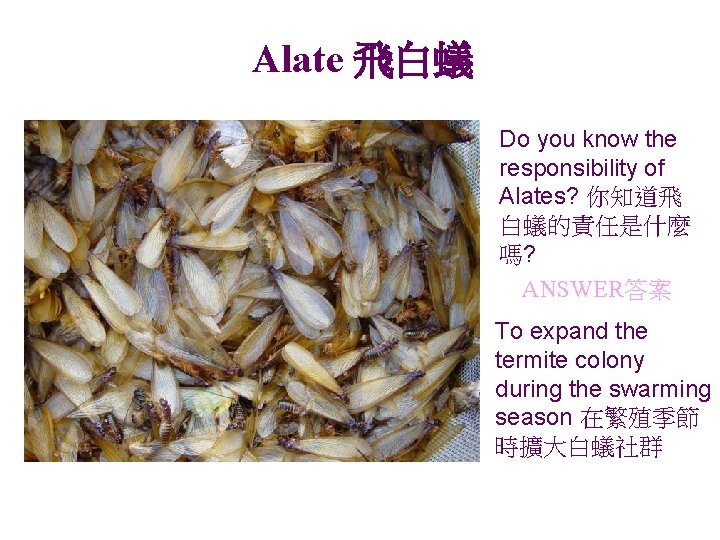 Alate 飛白蟻 Do you know the responsibility of Alates? 你知道飛 白蟻的責任是什麼 嗎? ANSWER答案 To