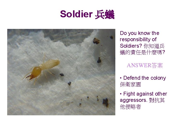 Soldier 兵蟻 Do you know the responsibility of Soldiers? 你知道兵 蟻的責任是什麼嗎? ANSWER答案 • Defend