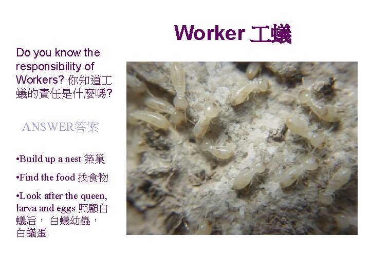 Worker 蟻 Do you know the responsibility of Workers? 你知道 蟻的責任是什麼嗎? ANSWER答案 • Build