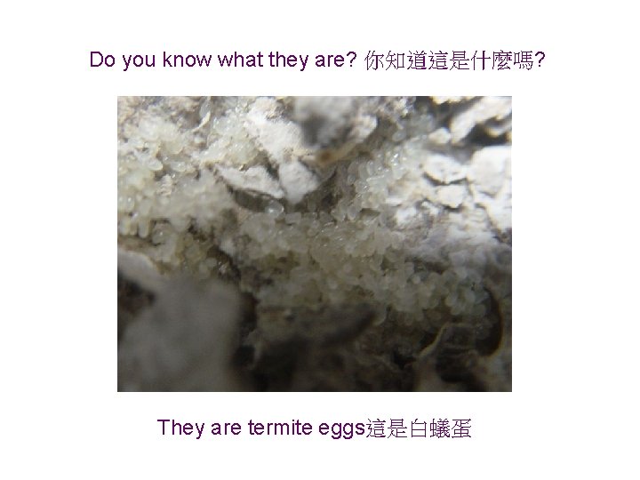 Do you know what they are? 你知道這是什麼嗎? They are termite eggs這是白蟻蛋 