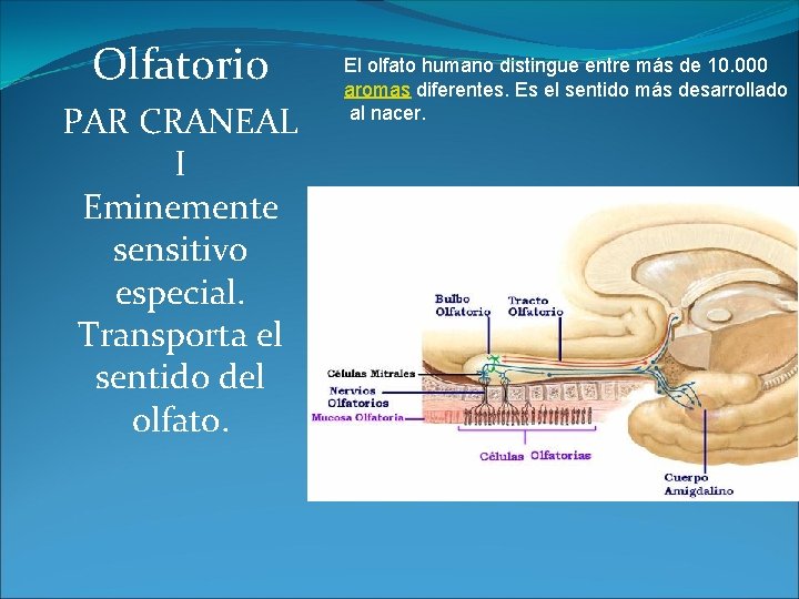 Olfatorio PAR CRANEAL I Eminemente sensitivo especial. Transporta el sentido del olfato. El olfato