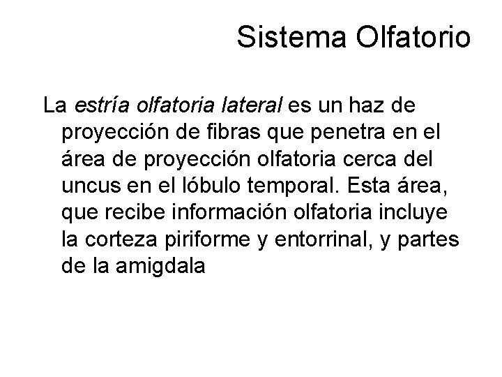 Sistema Olfatorio La estría olfatoria lateral es un haz de proyección de fibras que