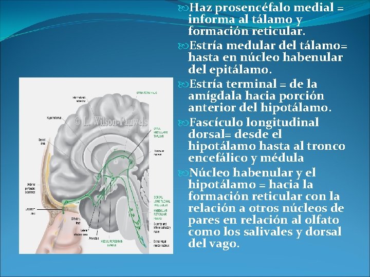  Haz prosencéfalo medial = informa al tálamo y formación reticular. Estría medular del