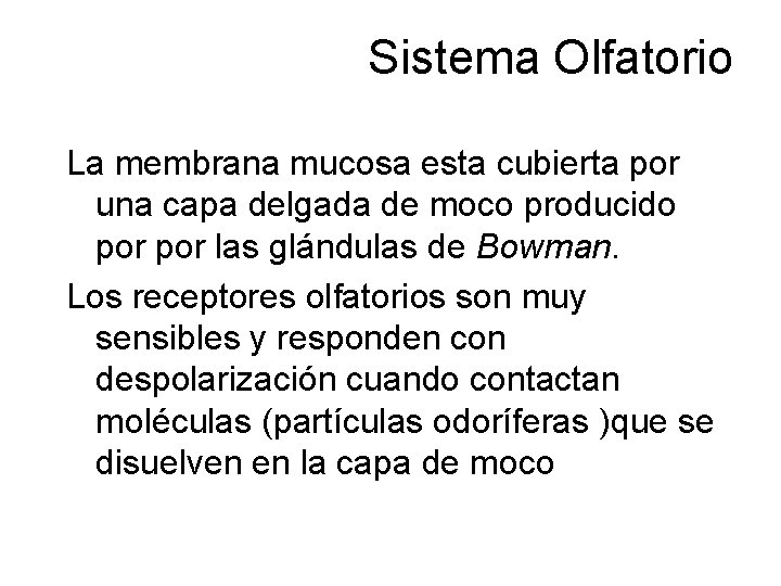 Sistema Olfatorio La membrana mucosa esta cubierta por una capa delgada de moco producido