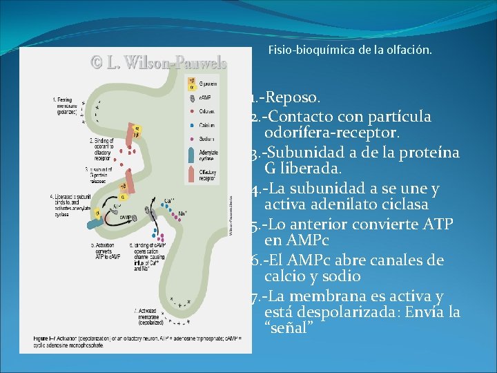 Fisio-bioquímica de la olfación. 1. -Reposo. 2. -Contacto con partícula odorífera-receptor. 3. -Subunidad a