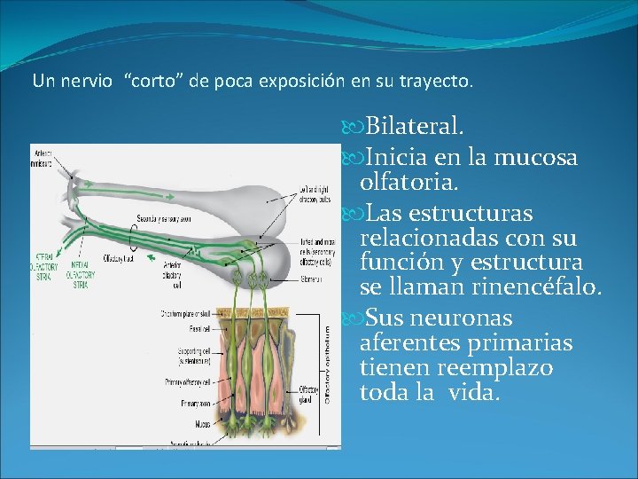 Un nervio “corto” de poca exposición en su trayecto. Bilateral. Inicia en la mucosa