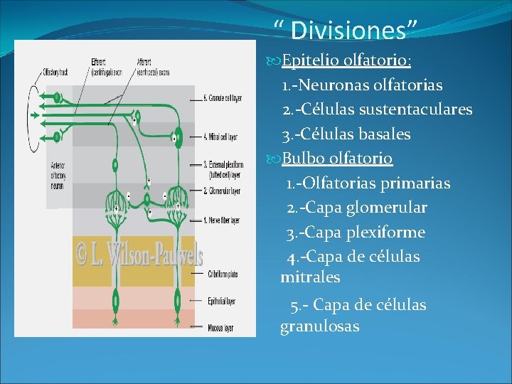 “ Divisiones” Epitelio olfatorio: 1. -Neuronas olfatorias 2. -Células sustentaculares 3. -Células basales Bulbo