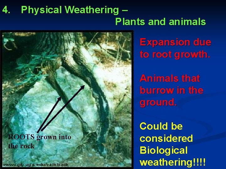 4. Physical Weathering – Plants and animals Expansion due to root growth. Animals that