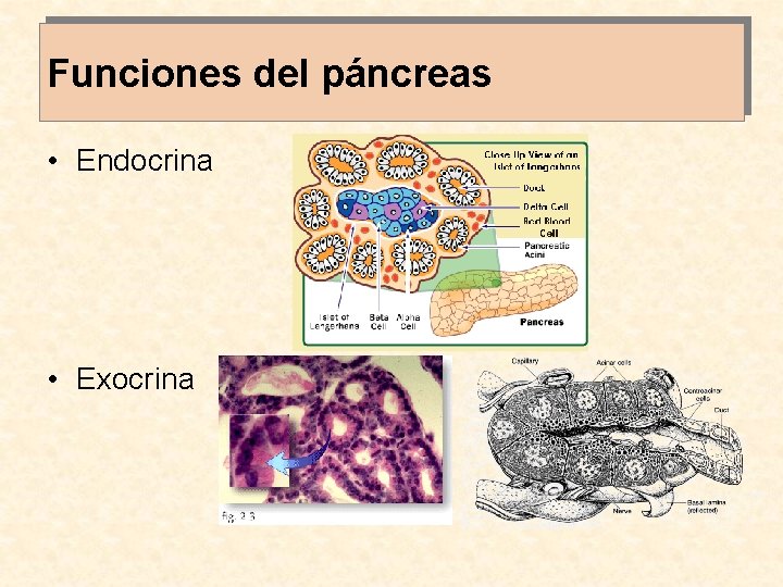 Funciones del páncreas • Endocrina • Exocrina 