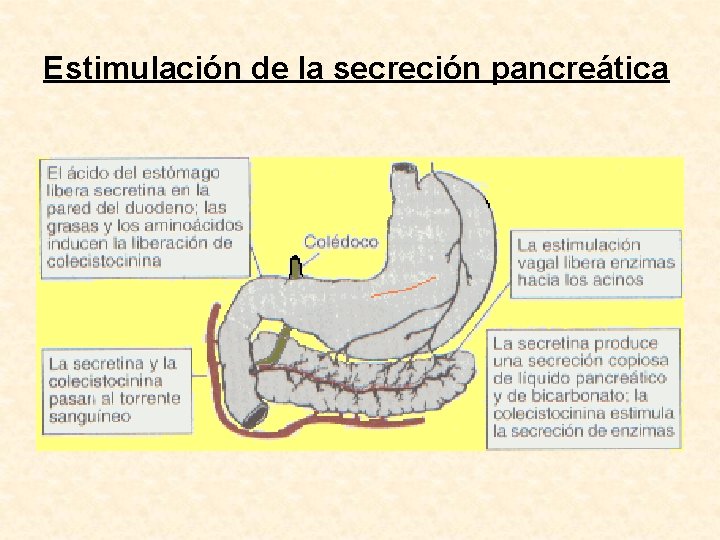 Estimulación de la secreción pancreática 