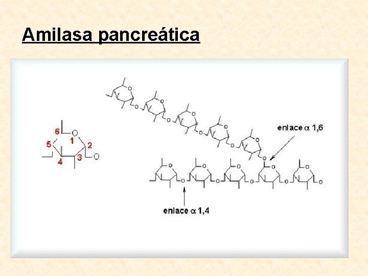 Amilasa pancreática 
