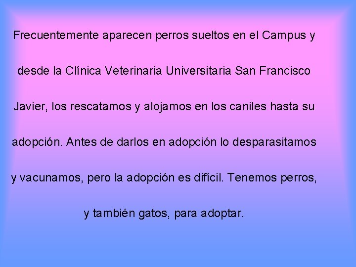 Frecuentemente aparecen perros sueltos en el Campus y desde la Clínica Veterinaria Universitaria San