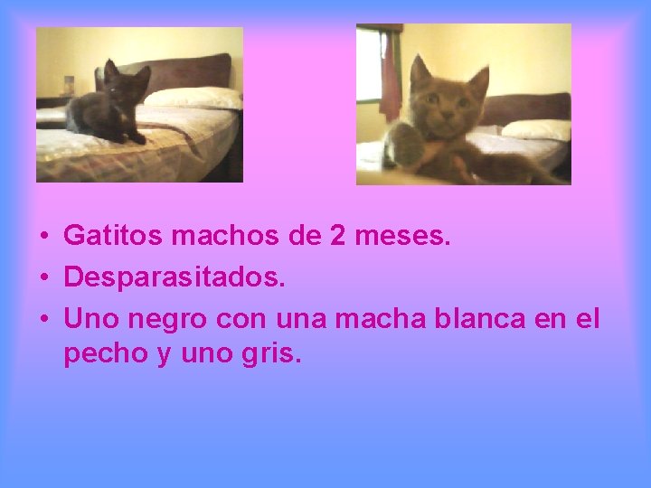  • Gatitos machos de 2 meses. • Desparasitados. • Uno negro con una