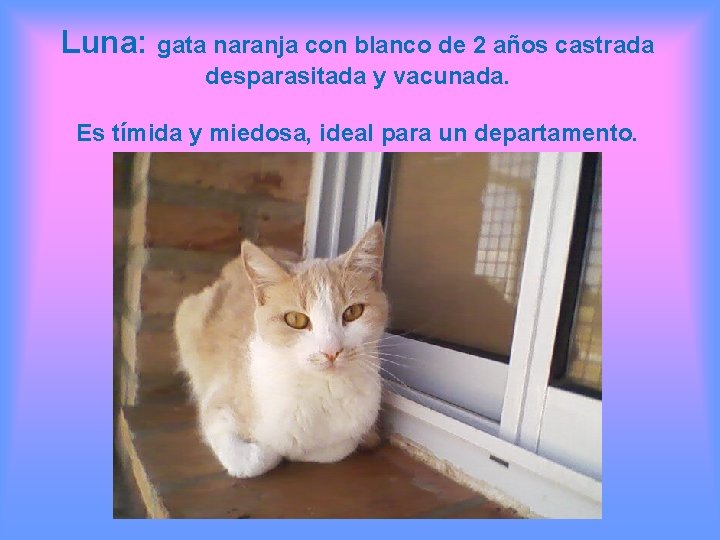 Luna: gata naranja con blanco de 2 años castrada desparasitada y vacunada. Es tímida