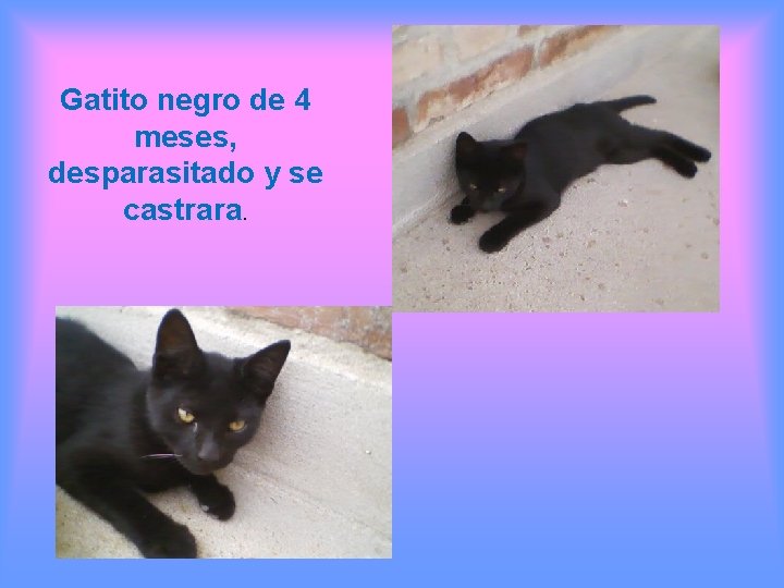 Gatito negro de 4 meses, desparasitado y se castrara. 