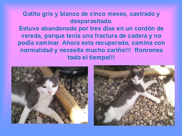 Gatito gris y blanco de cinco meses, castrado y desparasitado. Estuvo abandonado por tres