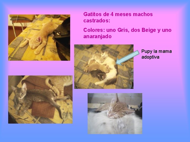 Gatitos de 4 meses machos castrados: Colores: uno Gris, dos Beige y uno anaranjado