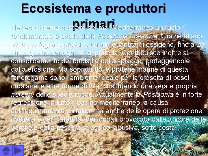 Ecosistema e produttori primari Nell'ecosistema costiero del mar Mediterraneo un ruolo fondamentale è svolto