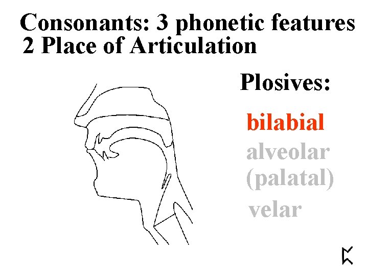 Consonants: 3 phonetic features 2 Place of Articulation Plosives: bilabial alveolar (palatal) velar 