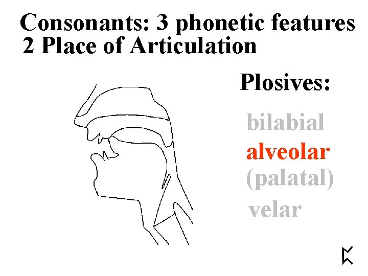 Consonants: 3 phonetic features 2 Place of Articulation Plosives: bilabial alveolar (palatal) velar 