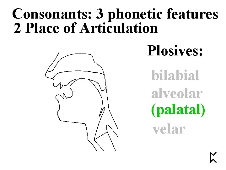 Consonants: 3 phonetic features 2 Place of Articulation Plosives: bilabial alveolar (palatal) velar 