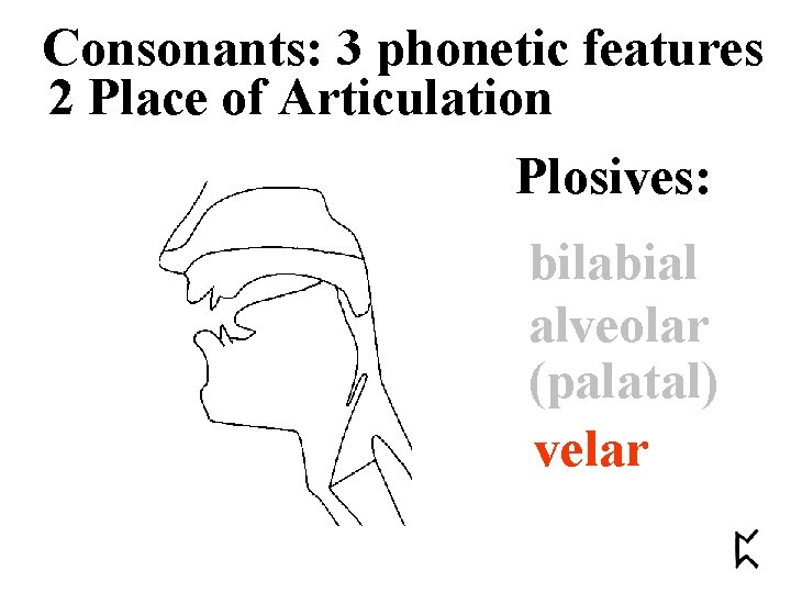 Consonants: 3 phonetic features 2 Place of Articulation Plosives: bilabial alveolar (palatal) velar 