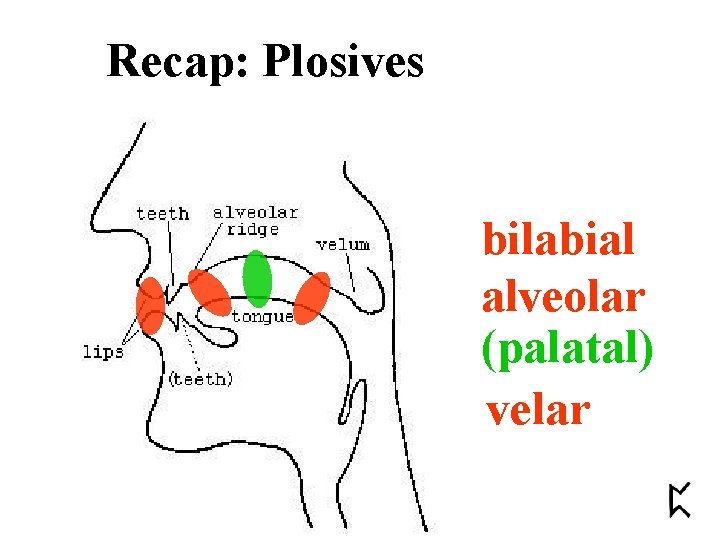 Recap: Plosives bilabial alveolar (palatal) velar 