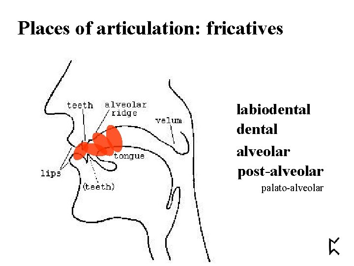 Places of articulation: fricatives labiodental alveolar post-alveolar palato-alveolar 