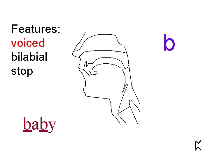 Features: voiced bilabial stop baby b 