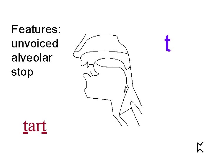 Features: unvoiced alveolar stop tart t 